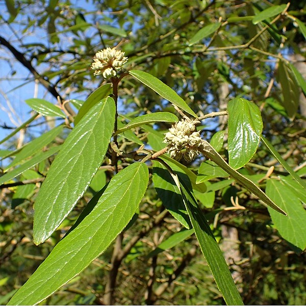 ARBORIX - Viorne 'Pragense' - Viburnum 'Pragense'  - 40-60 cm pot - large