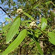 ARBORIX - Viorne 'Pragense' - Viburnum 'Pragense'  - 40-60 cm pot - vignette