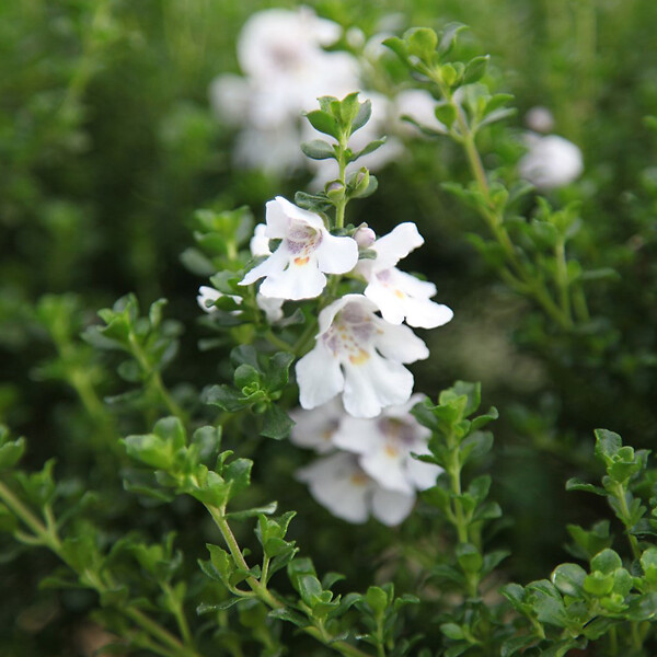 ARBORIX - 2 x Menthe australienne - Prostanthera cuneata  - 20-25 cm pot - large