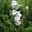 ARBORIX - 2 x Menthe australienne - Prostanthera cuneata  - 20-25 cm pot - vignette