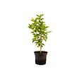 ARBORIX - Lilas commun - Syringa vulgaris 'Belle De Nancy'  - 40-60 cm pot - vignette