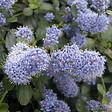 ARBORIX - 2 x Lilas de Californie tapissant - Ceanothus Thyrsiflorus Repens  - 25-30 cm pot - vignette