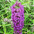 ARBORIX - 2 x Arbre aux papillons - Buddleja davidii 'Nanho Purple'  - 40-60 cm pot - vignette
