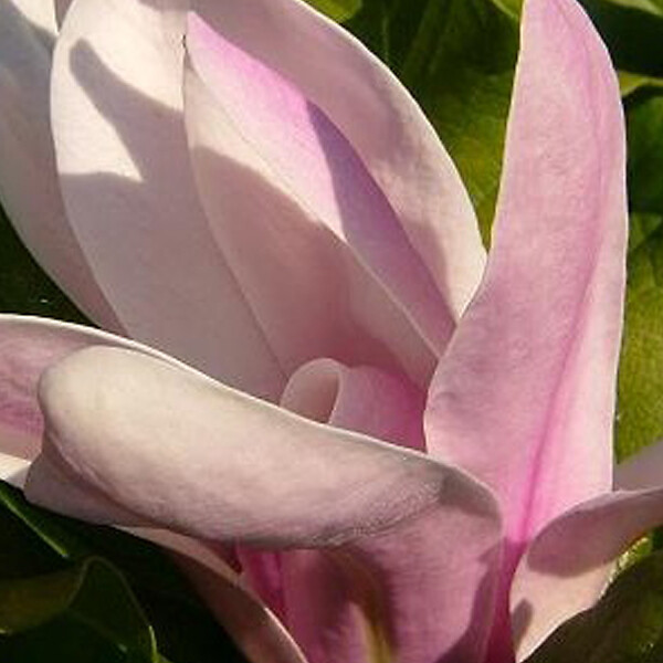 ARBORIX - Magnolia soulangiana - Magnolia Soulangiana  - 40-60 cm pot - large