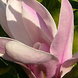 ARBORIX - Magnolia soulangiana - Magnolia Soulangiana  - 40-60 cm pot - vignette