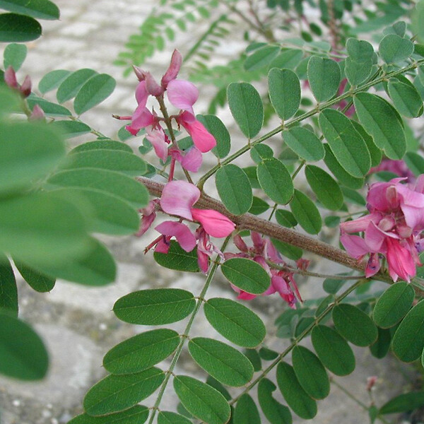 ARBORIX - 2 x Indigotier heterantha - Indigofera heterantha 'Gerardiana'  - 40-60 cm pot - large