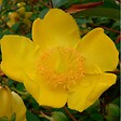 ARBORIX - 2 x Millepertuis 'Hidcote' - Hypericum 'Hidcote'  - 30-40 cm pot - vignette