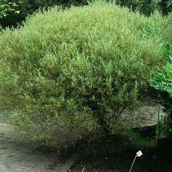ARBORIX - 2 x Saule pourpre 'Nana' - Salix Purpurea 'Nana'  - 50-60 cm pot - large