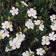 ARBORIX - 2 x Hélianthème en ombelle - Halimium umbellatum  - 20-25 cm pot - vignette