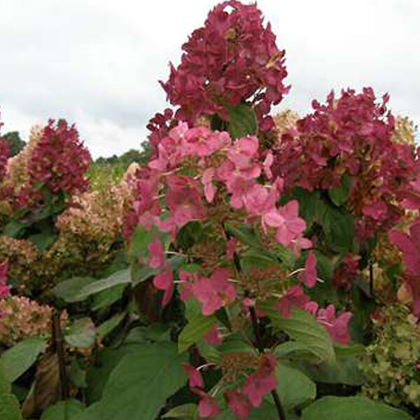 ARBORIX - 2 x Hortensia paniculé 'Mega Mindy'® - Hydrangea paniculata 'Mega Mindy'  - 40-50 cm pot - large