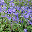 ARBORIX - Spirée bleue 'Heavenly Blue' - Caryopteris Clandonensis 'Heavenly Blue'  - 50-60 cm pot - vignette