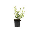 ARBORIX - 2 x Fusain 'Emerald 'n Gold' - Euonymus Fortunei 'Emerald 'N Gold'  - 20-30 cm pot - vignette
