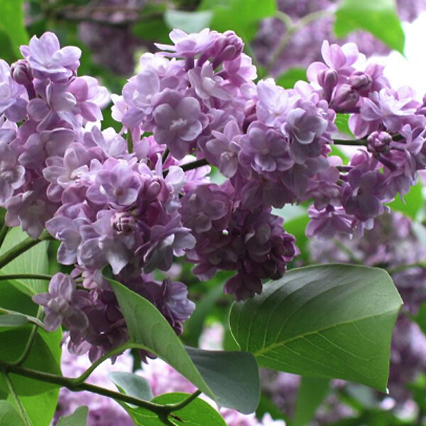 ARBORIX - Lilas commun 'Michel Buchner' - Syringa Vulgaris 'Michel Buchner'  - 40-60 cm pot - large
