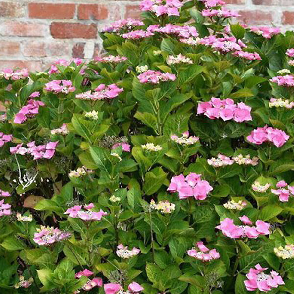 ARBORIX - 2 x Hortensia 'Teller Rose' - Hydrangea 'Teller Rose'  - 25-30 cm pot - large