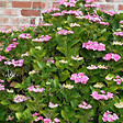 ARBORIX - 2 x Hortensia 'Teller Rose' - Hydrangea 'Teller Rose'  - 25-30 cm pot - vignette