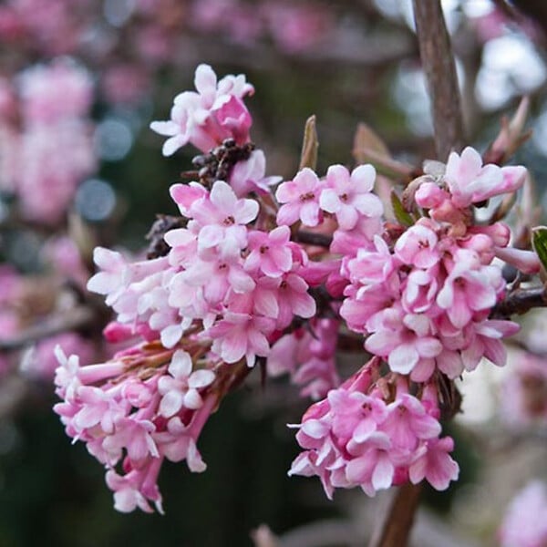 ARBORIX - Viorne d'hiver 'Dawn' - Viburnum Bodnantense 'Dawn'  - 60-80 cm pot - large