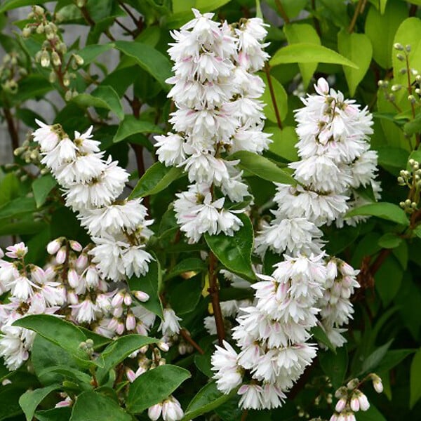 ARBORIX - 2 x Deutzia crenata - Deutzia crenata 'Pride Of Rochester'  - 60-80 cm pot - large