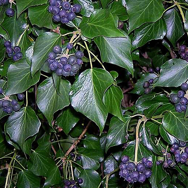 ARBORIX - 2 x Lierre d'Irlande - Hedera Hibernica  - 60-80 cm pot - large
