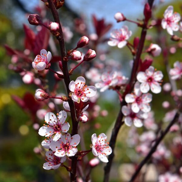ARBORIX - Prunier des sables - Prunus Cistena  - 60-80 cm pot - large