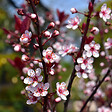 ARBORIX - Prunier des sables - Prunus Cistena  - 60-80 cm pot - vignette