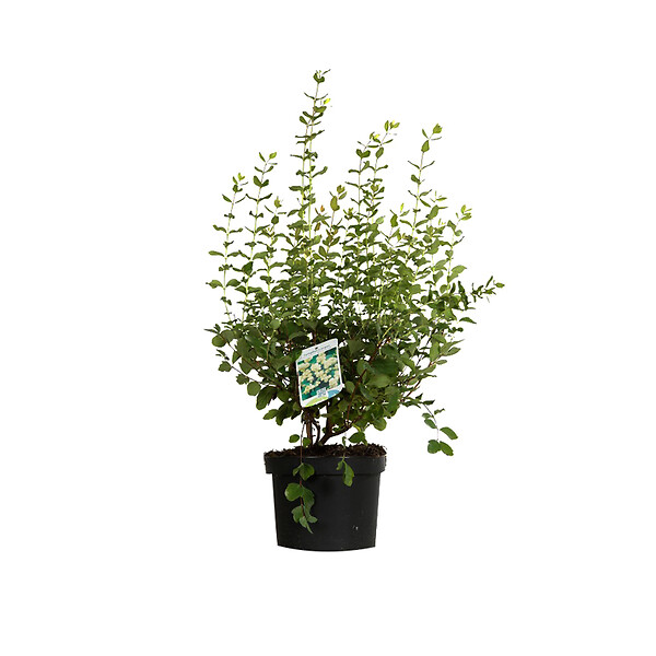 ARBORIX - 2 x Symphorine 'White Edge' - Symphoricarpos doorenbos 'White Hedge'  - 50-60 cm pot - large