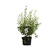 ARBORIX - 2 x Symphorine 'White Edge' - Symphoricarpos doorenbos 'White Hedge'  - 50-60 cm pot - vignette