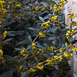 ARBORIX - 2 x Épine-vinette à feuilles - Berberis Julianae  - 30-40 cm pot - vignette