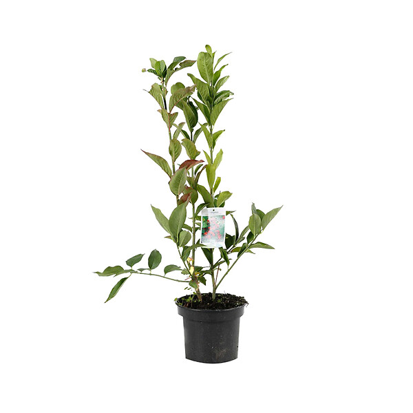 ARBORIX - Fusain d'Europe 'Red Cascade' - Euonymus Europaeus 'Red Cascade'  - 50-60 cm pot - large