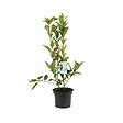 ARBORIX - Fusain d'Europe 'Red Cascade' - Euonymus Europaeus 'Red Cascade'  - 50-60 cm pot - vignette