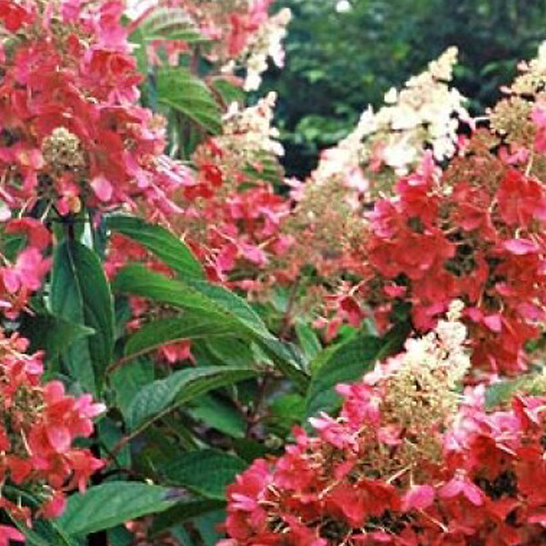 ARBORIX - 2 x Hortensia paniculé 'Pinky Winky' - Hydrangea Paniculata 'Pinky Winky'  - 40-50 cm pot - large