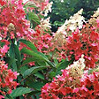 ARBORIX - 2 x Hortensia paniculé 'Pinky Winky' - Hydrangea Paniculata 'Pinky Winky'  - 40-50 cm pot - vignette