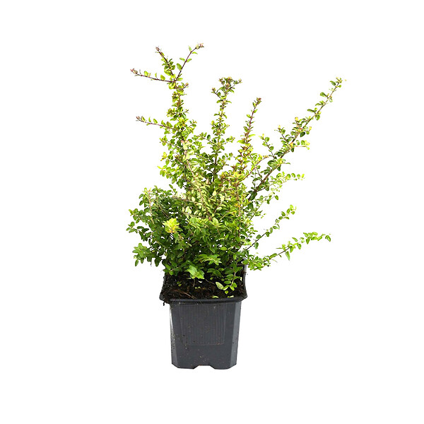 ARBORIX - 2 x Chèvrefeuille à feuilles de buis 'Ernest Wilson' - Lonicera nitida 'Ernest Wilson'  - 15-20 cm pot - large