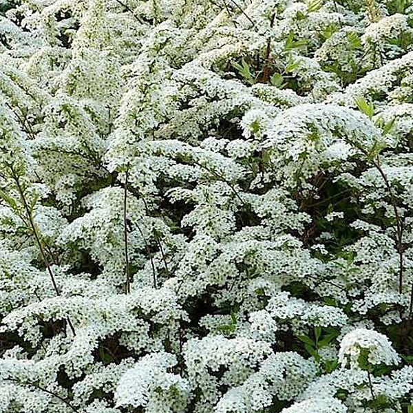 ARBORIX - Spirée arguta - Spiraea Arguta  - 60-80 cm pot - large