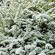 ARBORIX - Spirée arguta - Spiraea Arguta  - 60-80 cm pot - vignette