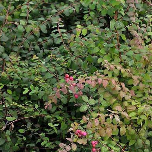 ARBORIX - 2 x Symphorine de Chenault 'Hancock' - Symphoricarpos Chenaultii 'Hancock'  - 15-20 cm pot - large