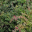 ARBORIX - 2 x Symphorine de Chenault 'Hancock' - Symphoricarpos Chenaultii 'Hancock'  - 15-20 cm pot - vignette