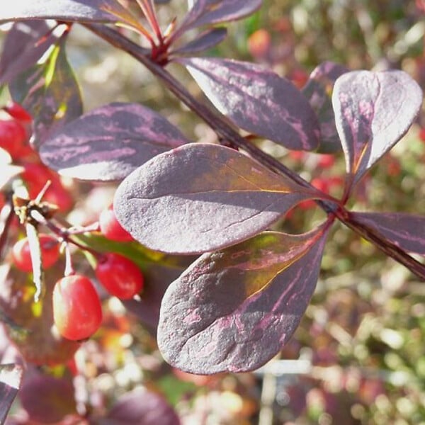 ARBORIX - 2 x Épine-vinette à feuilles 'Atropurpurea' - Berberis Thunbergii 'Atropurpurea'  - 30-40 cm pot - large
