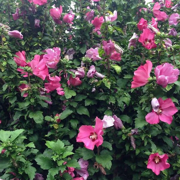 ARBORIX - Mauve en arbre 'Woodbridge' - Hibiscus Syriacus 'Woodbridge'  - 40-60 cm pot - large