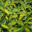 ARBORIX - Chalef 'Limelight' - Elaeagnus Ebbingei 'Limelight'  - 60-80 cm pot - vignette
