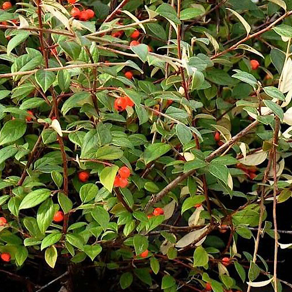 ARBORIX - 2 x Cotonéaster de Franchet - Cotoneaster Franchetii  - 60-80 cm pot - large