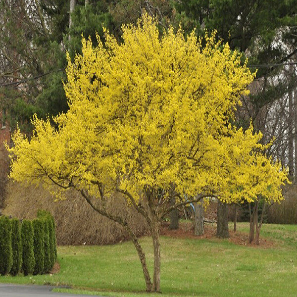 ARBORIX - 2 x Cornouiller mâle - Cornus Mas  - 40-60 cm pot - large
