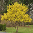 ARBORIX - 2 x Cornouiller mâle - Cornus Mas  - 40-60 cm pot - vignette