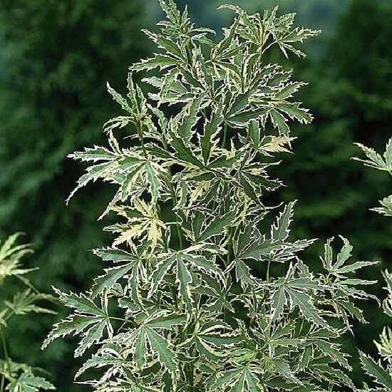 ARBORIX - Érable du Japon 'Butterfly' - Acer palmatum 'Butterfly'  - 40-60 cm pot - large