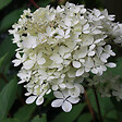 ARBORIX - 2 x Hortensia paniculé 'Phantom' - Hydrangea Paniculata 'Phantom'  - 40-50 cm pot - vignette