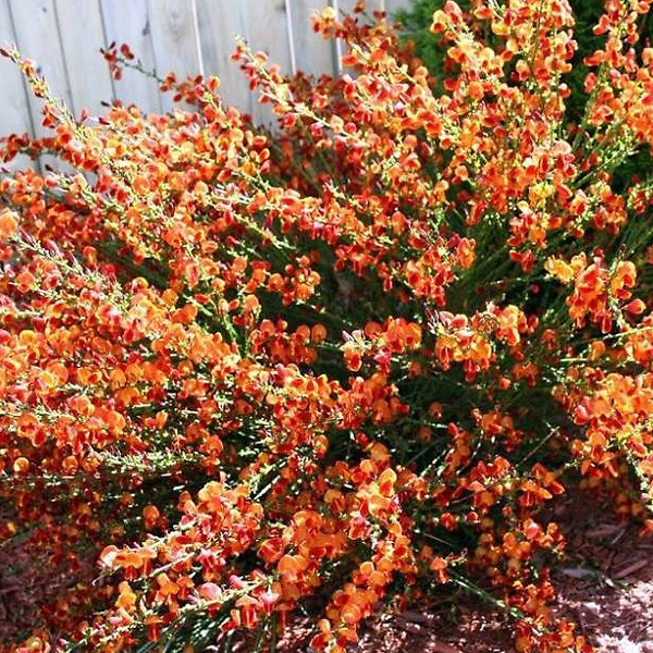 ARBORIX - 2 x Genêt 'Maria Burkwood' - Cytisus 'Maria Burkwood'  - 40-60 cm pot - large