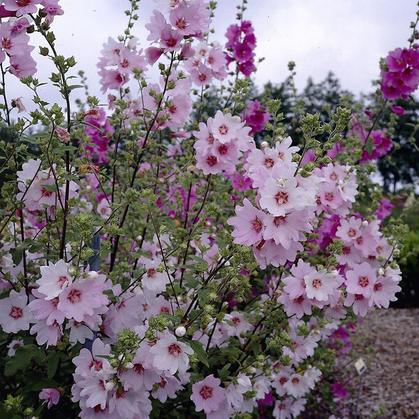 ARBORIX - 6 x Lavatère 'Barnsley' - Lavatera 'Barnsley'  - godet 9cm x 9cm - large