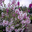 ARBORIX - 6 x Lavatère 'Barnsley' - Lavatera 'Barnsley'  - godet 9cm x 9cm - vignette