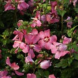 ARBORIX - Mauve en arbre 'Pink Giant' - Hibiscus syriacus 'Pink Giant' ('Flogi')  - 40-60 cm pot - vignette