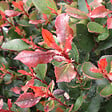ARBORIX - 2 x Photinia fraseri 'Camilvy' - Photinia fraseri 'Camilvy'  - 40-60 cm pot - vignette