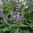 ARBORIX - 2 x Poivre de moine 'Latifolia' - Vitex agnus-castus  - 30-40 cm pot - vignette